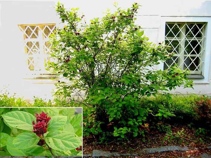 Calycanthus floridus /Sazaník květnatý/