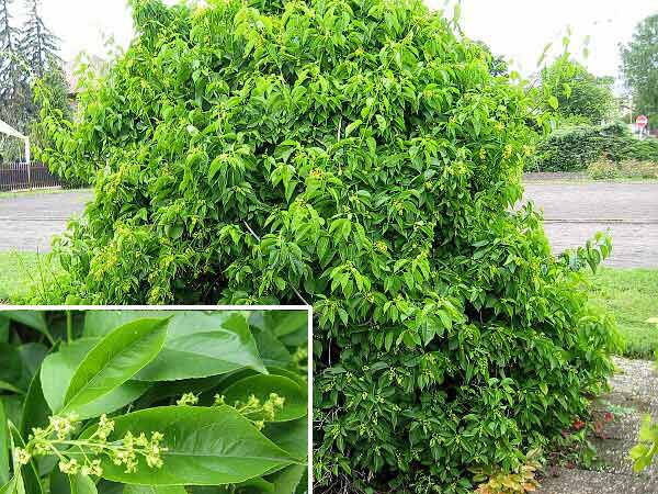 Celastrus scandens  /Zimokeř popínavý/