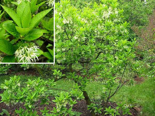 Chionanthus virginicus  /Bělas virginský/