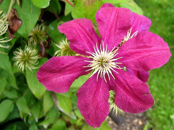 Clematis x jackmanii 'Niobe'  /Plamének Jackmanův /