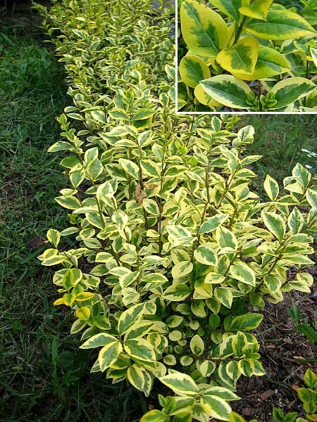 Ligustrum ovalifolium 'Aureum' /Ptačí zob vejčitolistý/