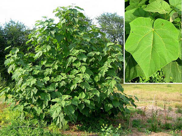 Paulownia tomentosa  /Paulovnie plstnatá/