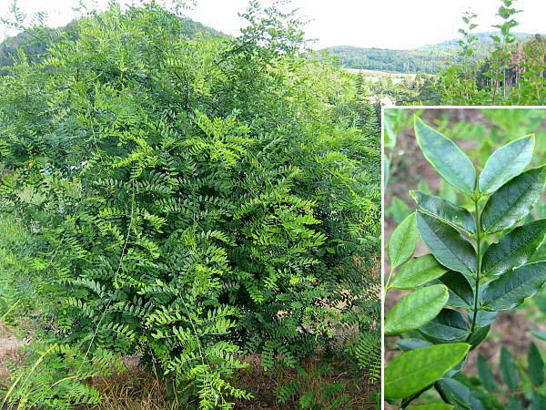 Sophora japonica /Jerlín japonský/
