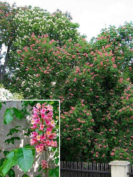 Aesculus x carnea  /Jírovec červený/