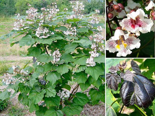 Catalpa x erubescens  /Katalpa červenající/