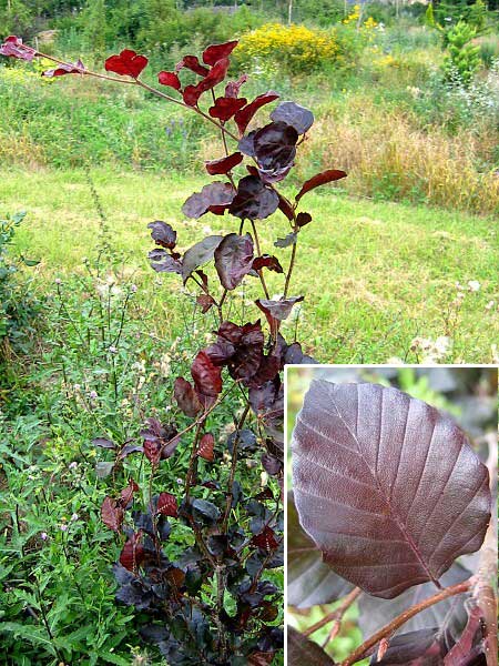 Fagus sylvatica 'Dawyck Purple' /Buk lesní/
