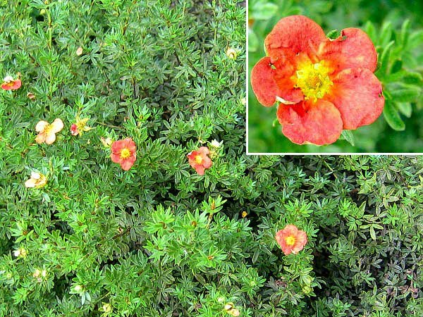Potentilla fruticosa 'Red Ace' /Mochna křovitá/