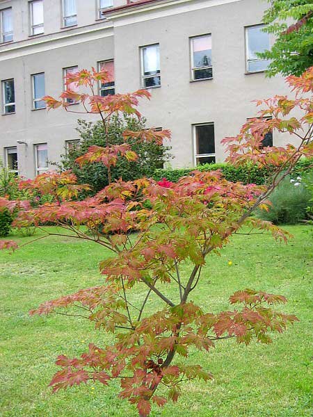 Acer japonicum 'Aconitifolium'  /Javor japonský/