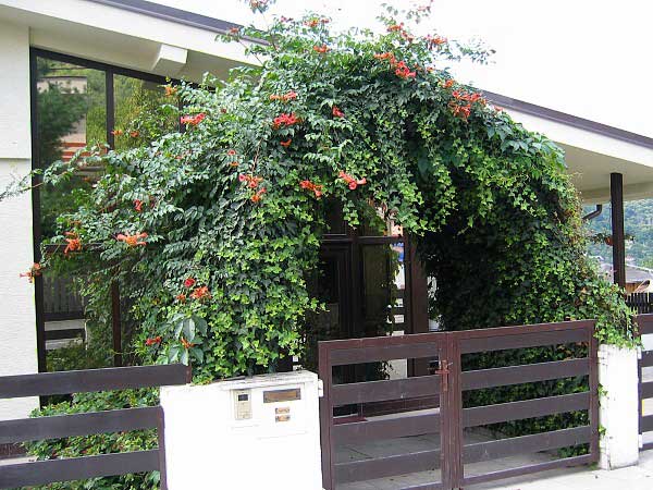 Campsis radicans /Trubač kořenující/