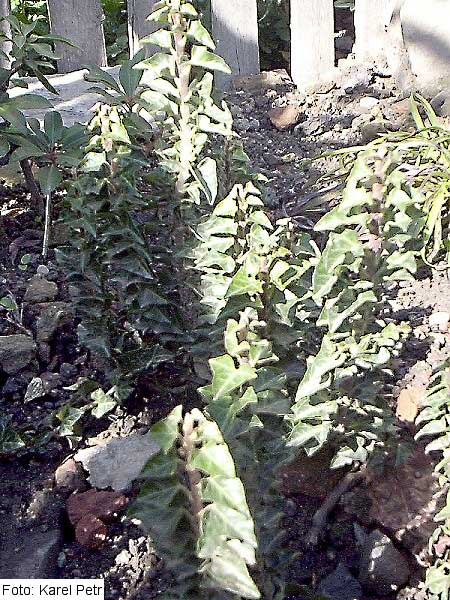 Hedera helix 'Conglomerata Eecta' /Břečťan obecný/