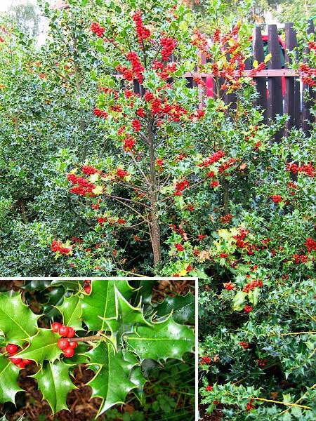 Ilex aquifolium /Cesmína ostrolistá/