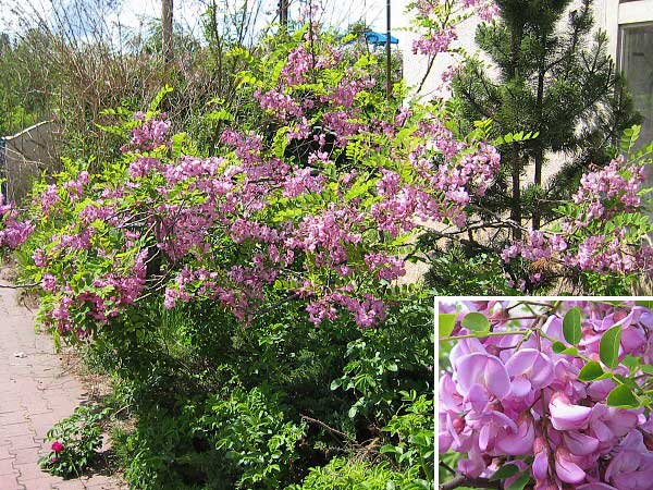 Robinia hispida /Akát huňatý/