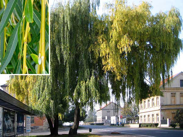 Salix alba 'Tristis' /Vrba bílá/