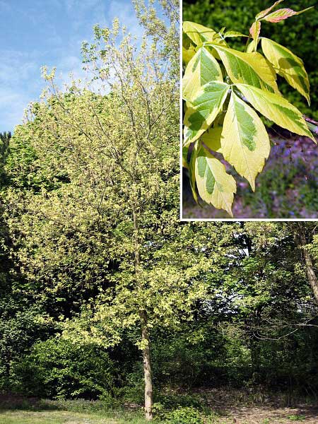 Acer negundo 'Elegans'  /Javor jasanolistý/