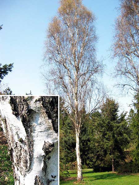 Betula verrucosa 'Fastigiata' /Bříza bílá/