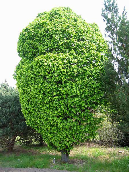Carpinus betulus 'Columnaris' /Habr obecný/