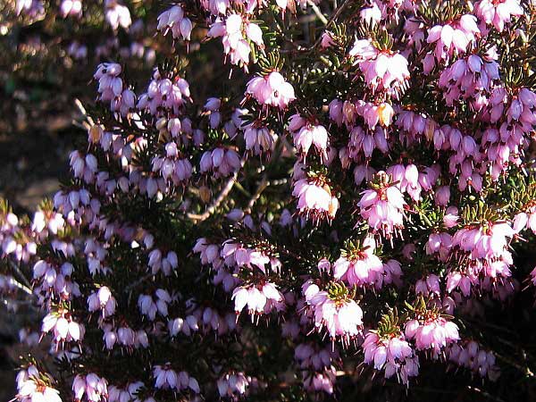 Erica tetralix 'L. E. Underwood'  /Vřesovec ladní/