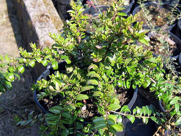 Lonicera pileata /Zimolez kloboukatý/