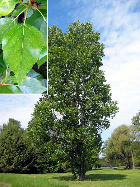 Populus x berolinensis  /Topol  berlínský/