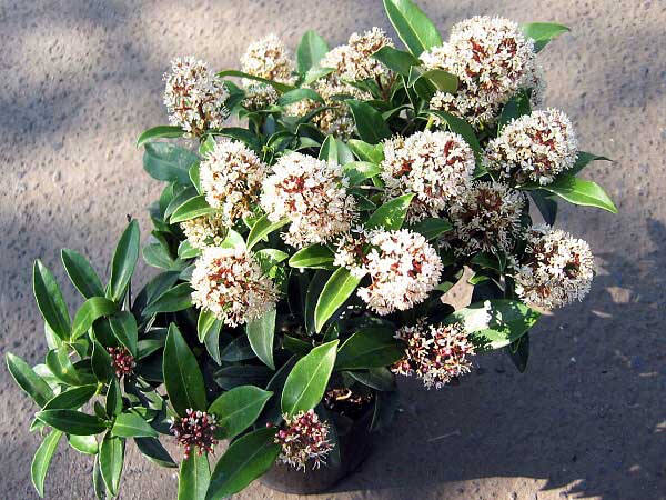 Skimmia japonica 'Godrie's Dwarf' /Skimie japonská/