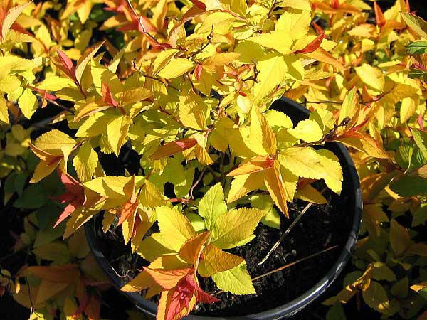 Spiraea x bumalda 'Goldflame'  /Tavolník nízký/