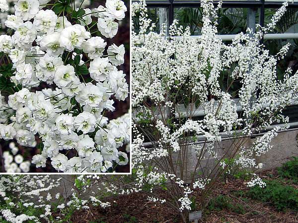 Spiraea prunifolia  /Tavolník třešňolistý/