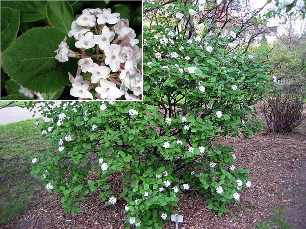 Viburnum carlesii /Kalina Carlesiova/