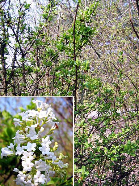 Viburnum farerri 'Candidissimum'  /Kalina vonná/