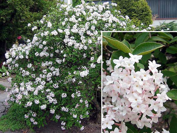 Viburnum x carlcephalum /Kalina/