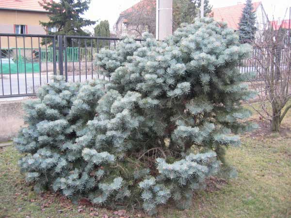 Abies concolor 'Globosa'  /Jedle stejnobarvá/