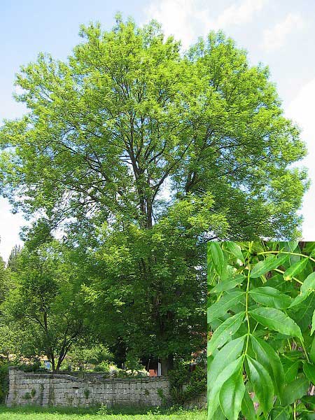 Fraxinus excelsior /Jasan ztepilý/