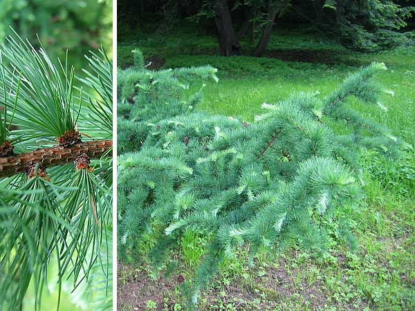Larix kaempferi  /Modřín Kaempferův/