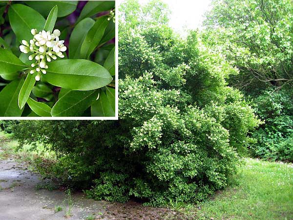Ligustrum vulgare /Ptačí zob obecný/