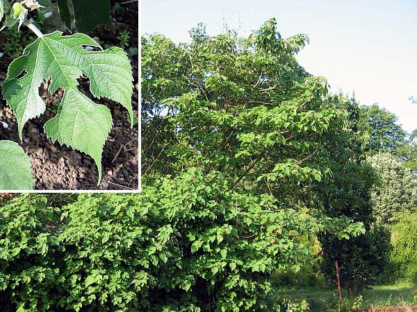 Broussonetia papyrifera  /Bruzonécie papírová/