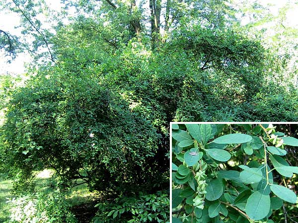 Exochorda racemosa  /Hroznovec hroznatý/