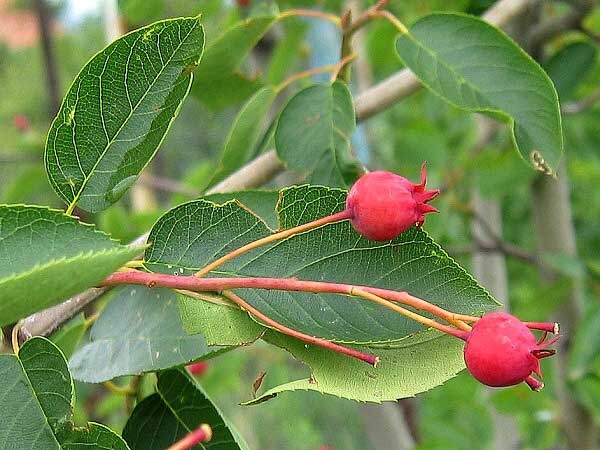 Amelanchier lamarckii 'Ballerina'  /Muchovník Lamarckův/