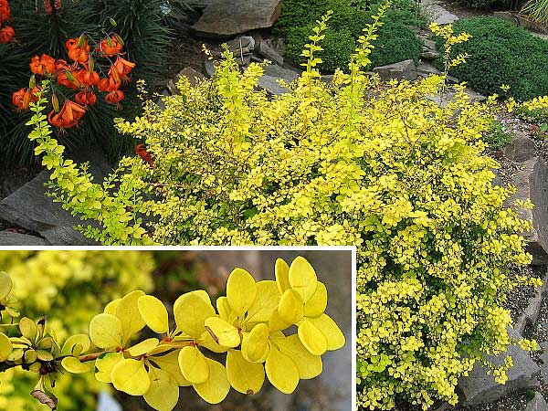 Berberis thunbergii 'Aurea'  /Dřišťál Thunbergův/