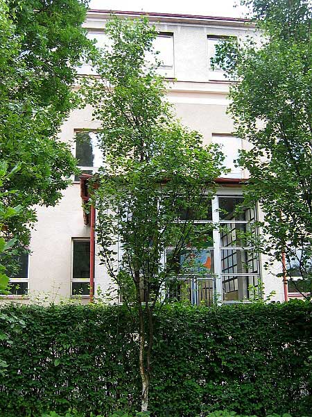 Betula verrucosa 'Fastigiata' /Bříza bílá/