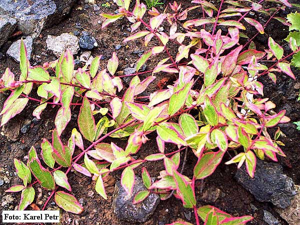Hypericum x moserianum 'Tricolor' /Třezalka Moserova/