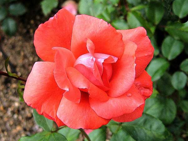 Rosa (?) 'Müncher Kindl' /Růže/