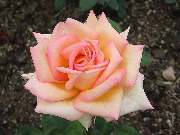 Rosa (?) 'The Lady' /Růže/