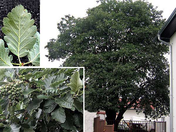 Sorbus intermedia  /Jeřáb prostřední/
