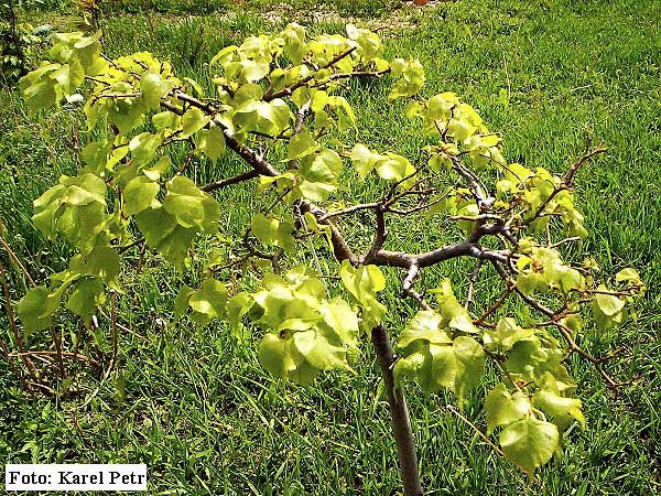 Tilia cordata 'Lico'  /Lípa srdčitá (malolistá)/