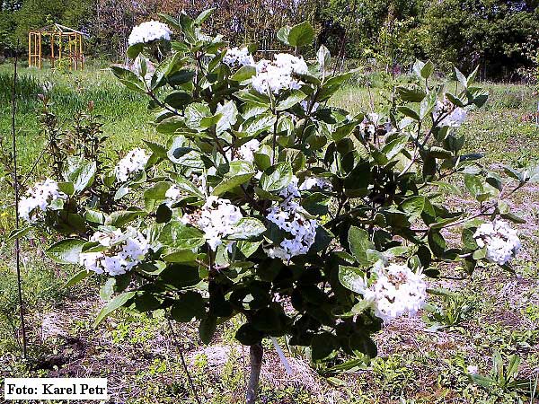 Viburnum x carlcephalum  /Kalina /