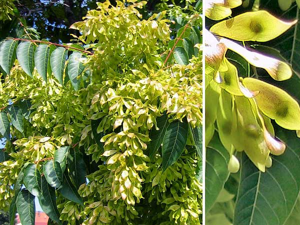 Ailanthus altissima  /Pajasan žlaznatý/