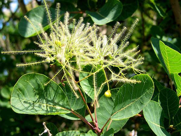 Cotinus coggygria  /Ruj vlasatá/