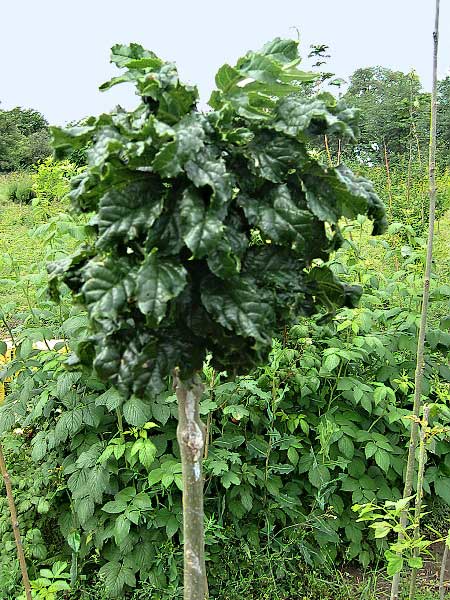 Fraxinus excelsior 'Crispa2'  /Jasan ztepilý/