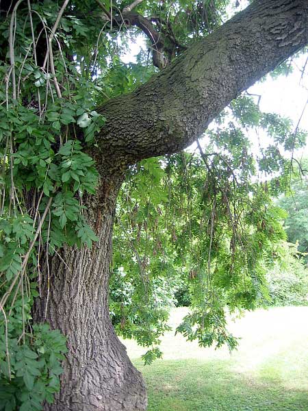 Fraxinus excelsior 'Pendula'  /Jasan ztepilý/