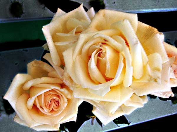 Rosa (?) 'Helenka' /Růže/