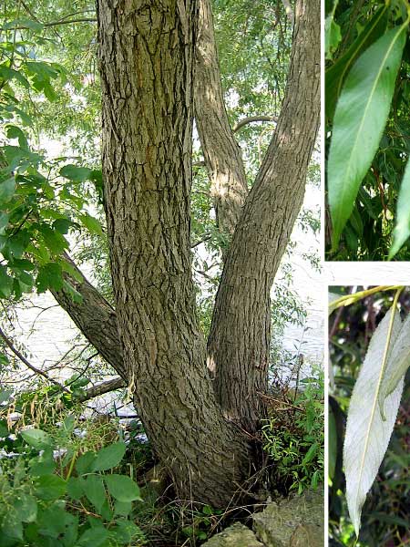 Salix alba /Vrba bílá/